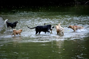 Dogs playing in Ellison Park.jpg