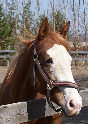 One of many horses here at Evergreen Stables.jpg