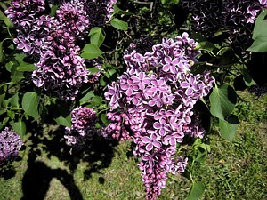 Lilacs.jpg