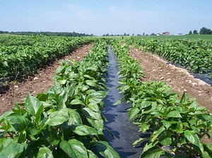 porterfarms2.jpg