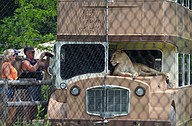 visitor with lioness at Seneca Park Zoo.jpg
