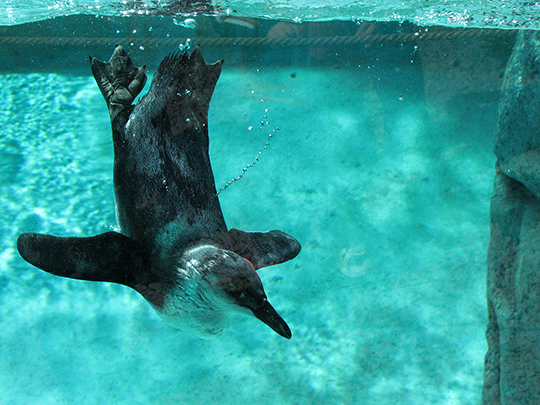 African black-footed penguin at Seneca Park Zoo.jpg