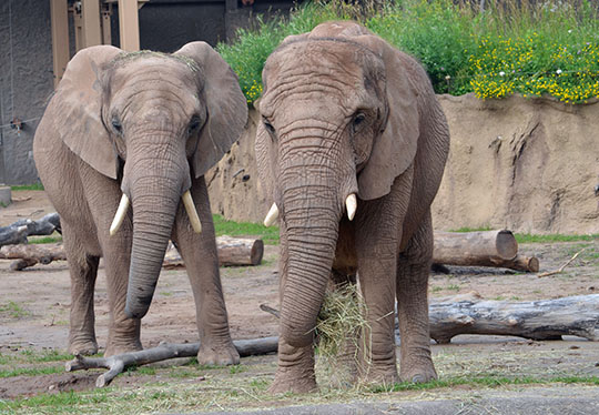 African elephants at Seneca Park Zoo.jpg