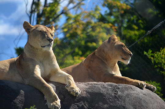 African lionesses at Seneca Park Zoo.jpg