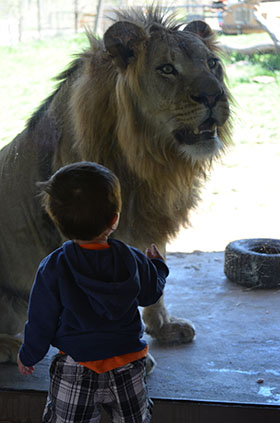 child with lion at Seneca Park Zoo.jpg