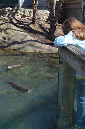 child with otters at Seneca Park Zoo.jpg