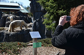 visitor with polar bears at Seneca Park Zoo.jpg