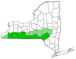 Map_of_New_York_highlighting_Southern_Tier.png